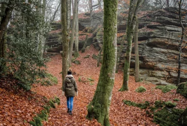 Marche commentée : les arbres